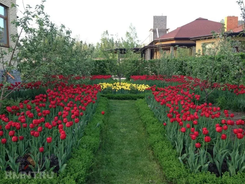 Тюльпаны в саду на даче