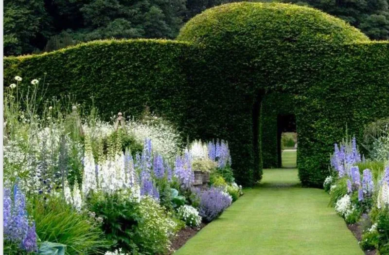 Живая изгородь в английском саду