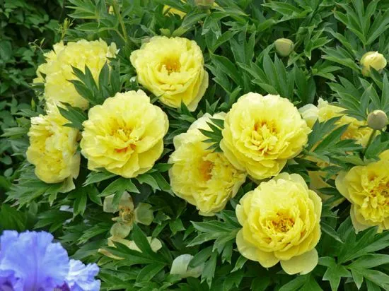 цветы с желтыми лепестками