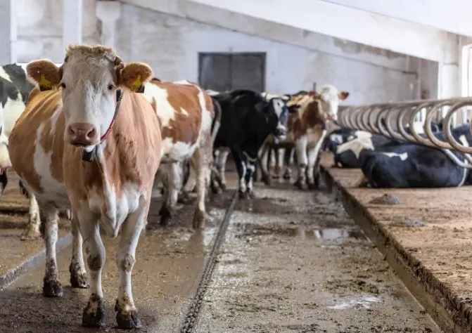 Привязный тип содержания позволяет держать здоровье коров под контролем, но требует затрат