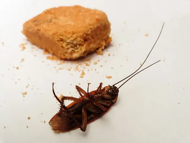 Способы избавления от тараканов народными средствами