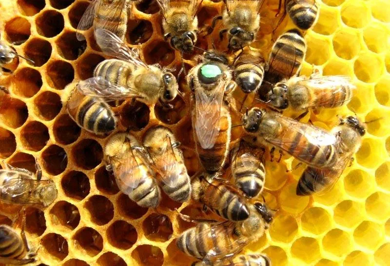 Это очень правильные пчелы. И они делают очень правильный мед